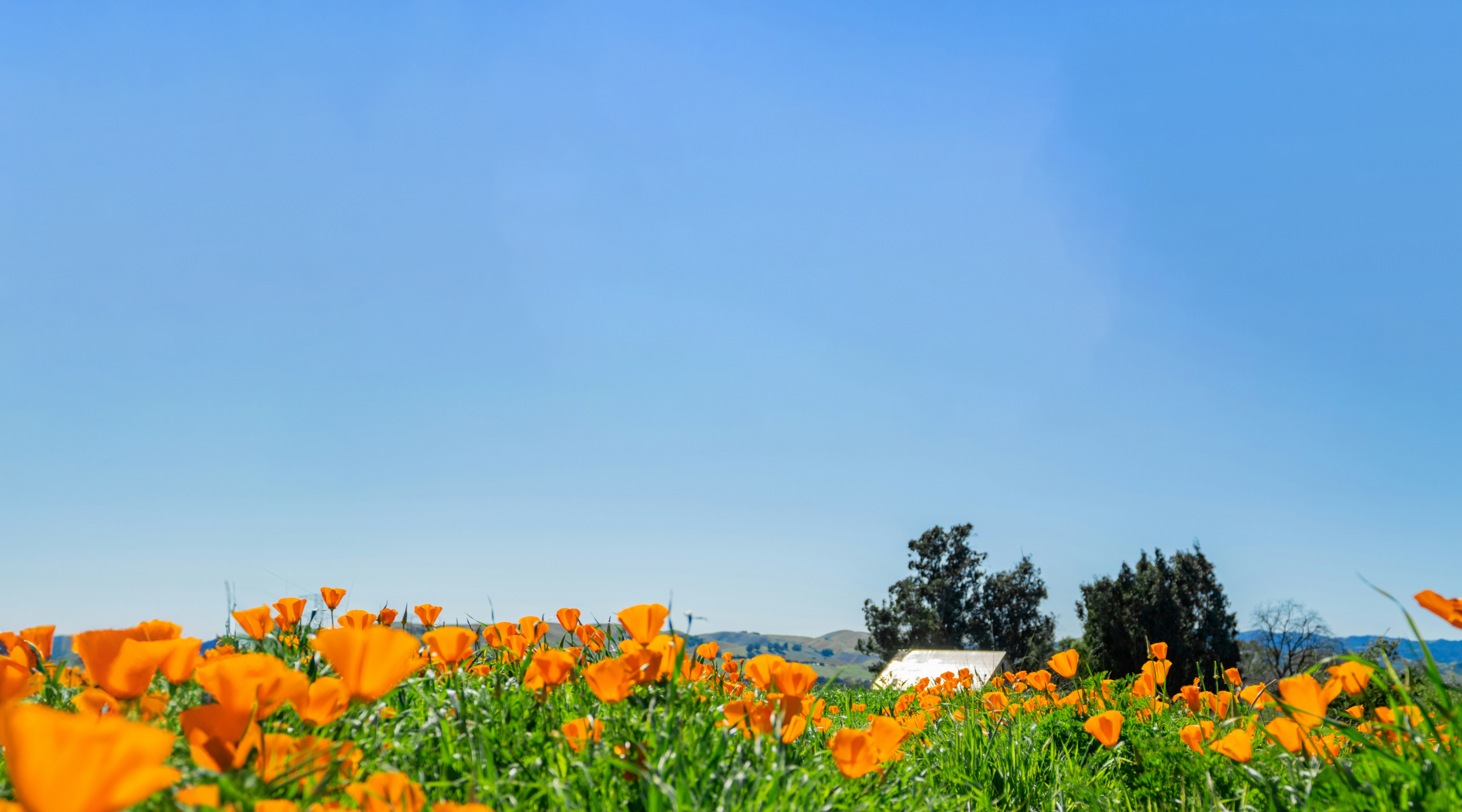 field of poppies