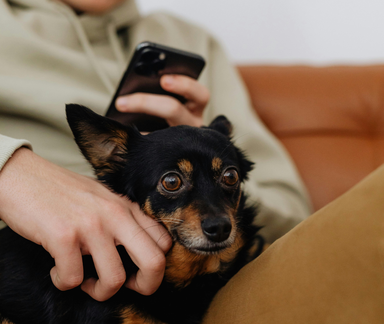 Dog sits with human while human uses phone app
