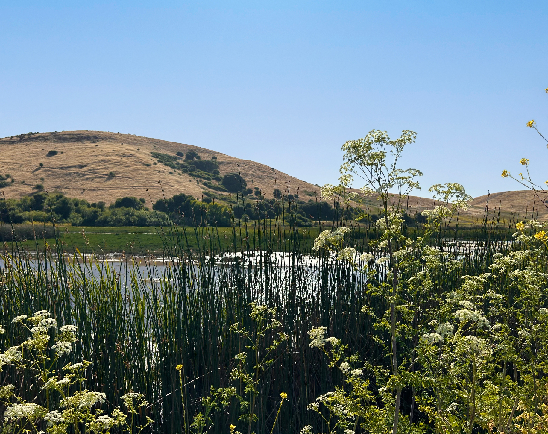 Coyote Hills Park in Fremont