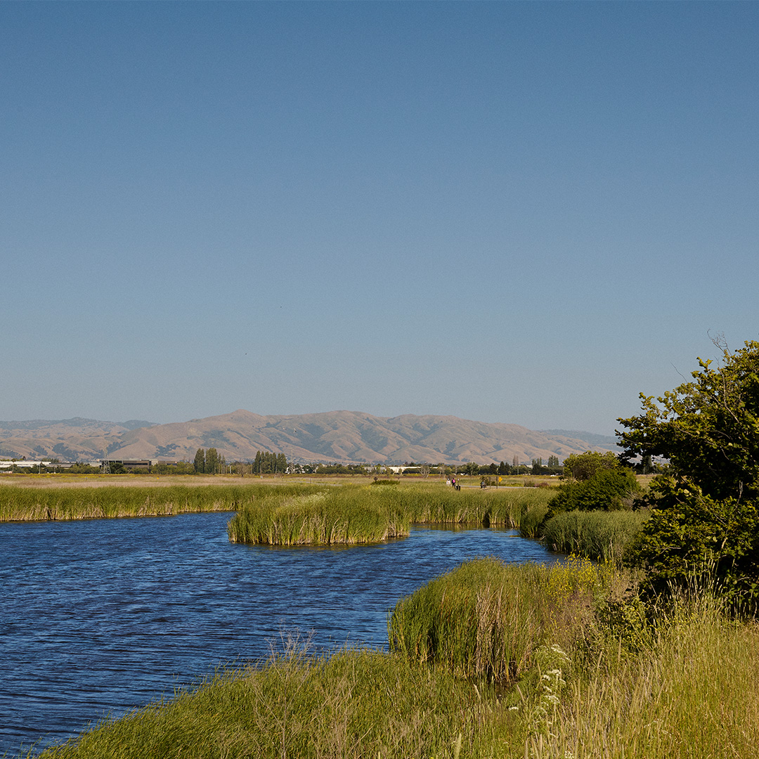 Coyote Hills Regional Park in Fremont