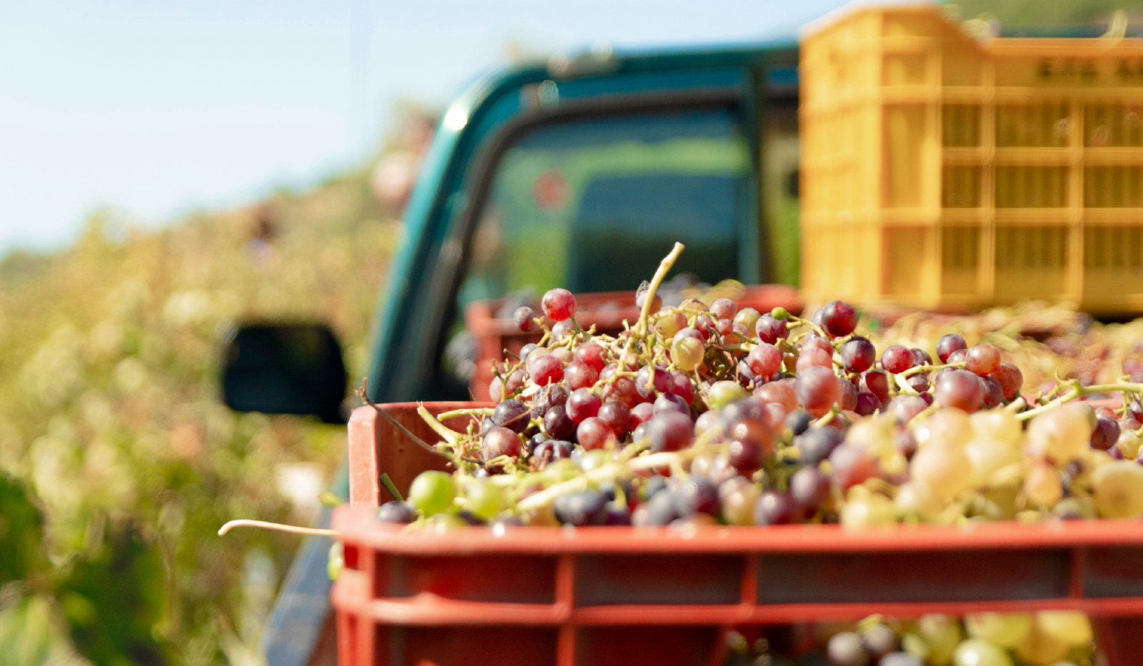 Grapes In The Back Of A Truck, Harvested From A Vineyard